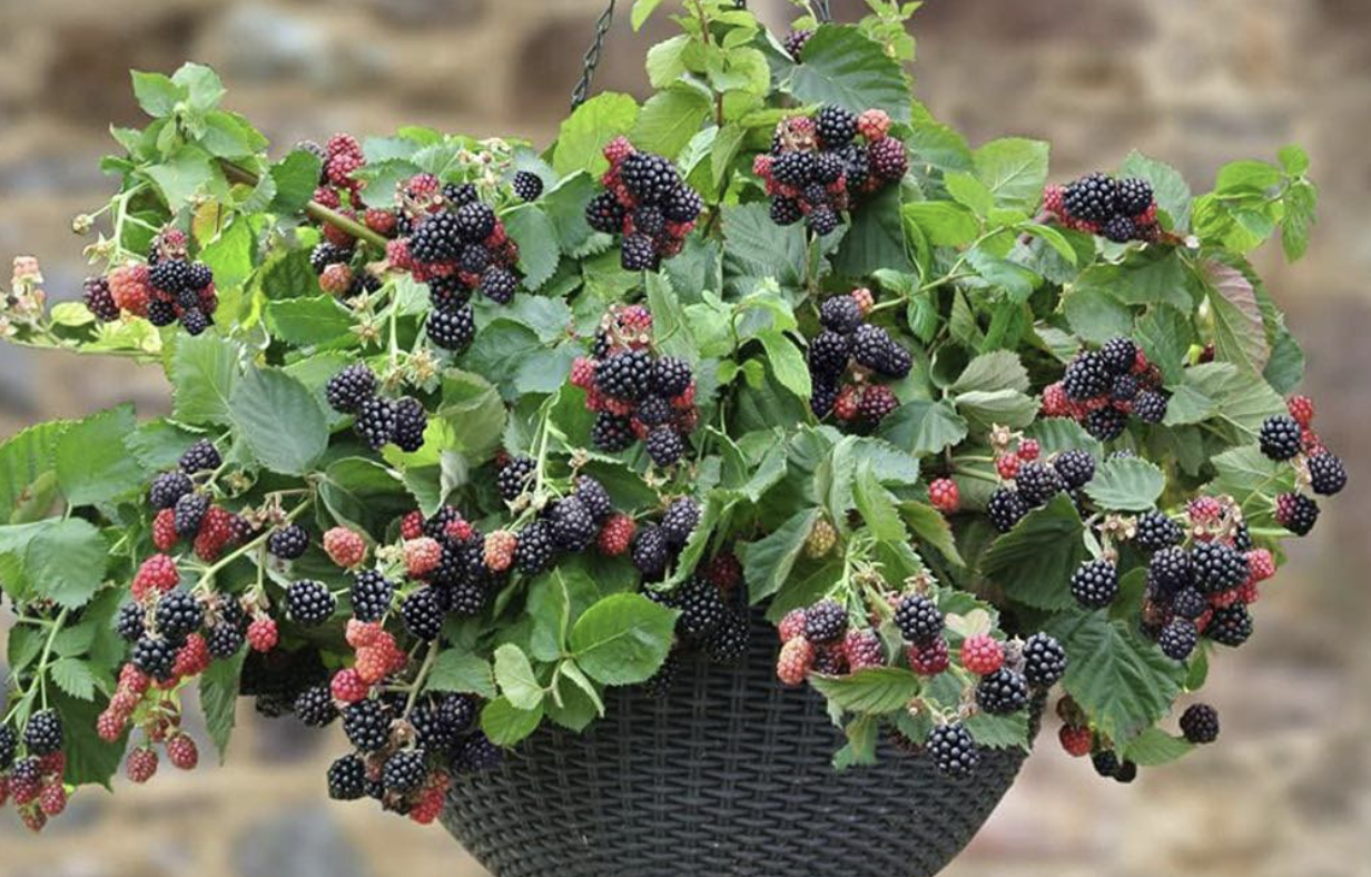 How To Grow Blackberries At Home In Pots - Organic Life Tips